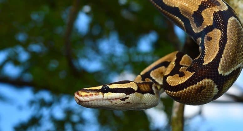 Le serpent dragon Apophis : dieu du mal et des ténèbres dans la ...